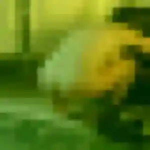 Jade, 36 ans, connectée à Gond-Pontouvre pour une rencontre coquine