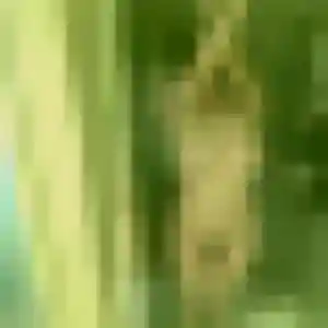 Profil de Ornella à Ploeren (24 ans) - rencontre cougar discret